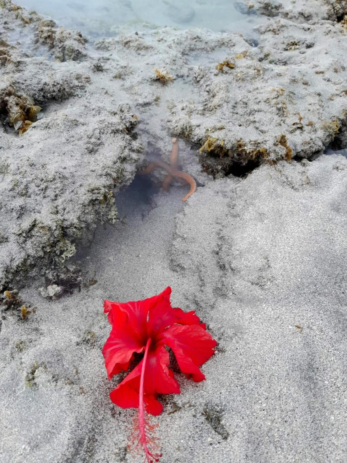 Pousada Flor Da Barra Maragogi Exteriér fotografie